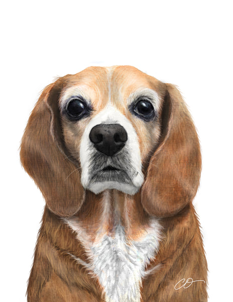 Custom Watercolor / Color Pencil Pet Portrait 9x12